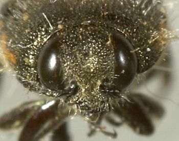 Media type: image;   Entomology 24420 Aspect: head frontal view